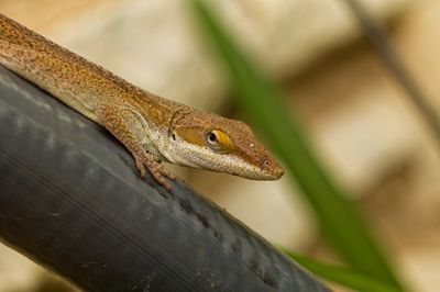 Wildlife