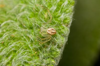 Crab Spider (2026)