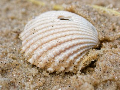 Seashell on the Beach (2024)
