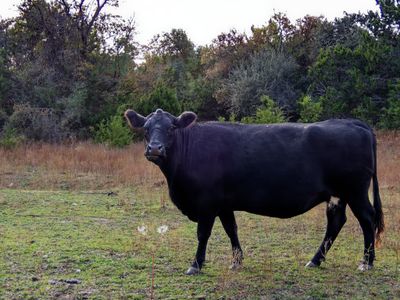 Moo (2024)
