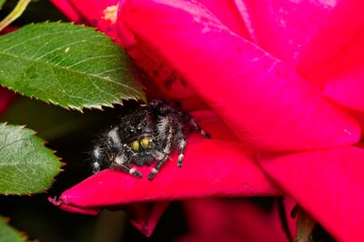 Spiders