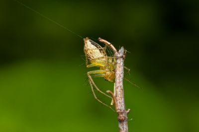 Female Striped Lynx Spider on a Dragline (2026)