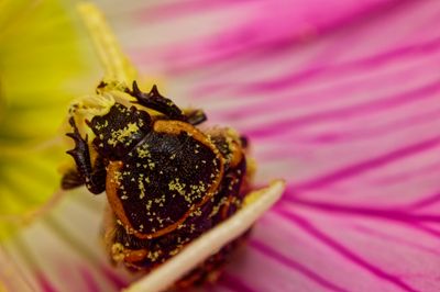 Kern's Flower Beetle (2025)