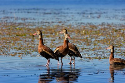 Ducks (2024)