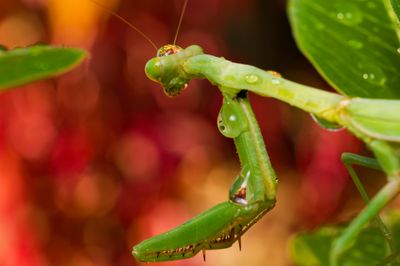 Water-covered Mantis (2025)