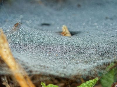 Sheet Web Covered in Dew (2024)