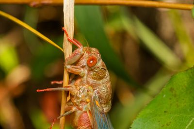 Fresh Cicada (2025)