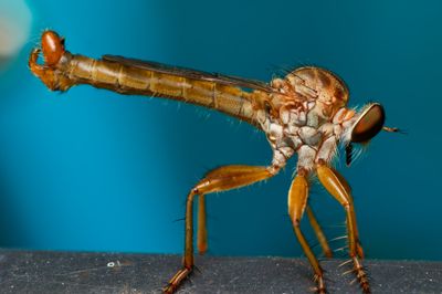 Robber Fly (2025)