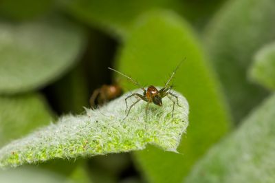 Male Striped Lynx Spider (2026)