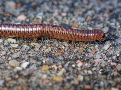 Millipede Crossing the Road (2024)