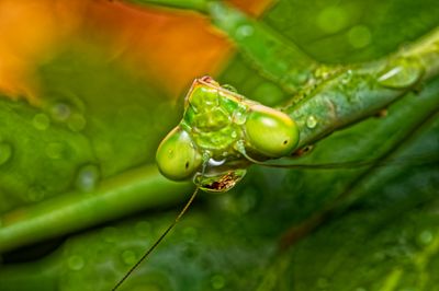 Insects