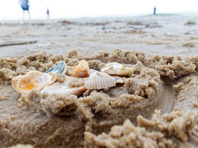 Shell Collection (2024)