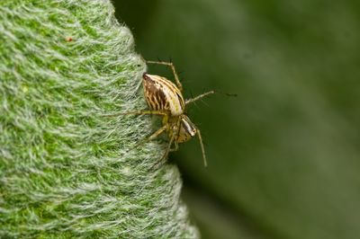 Striped Lynx Spider (2026)