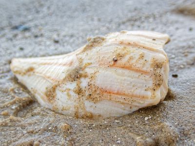 Striped Shell on the Beach (2024)