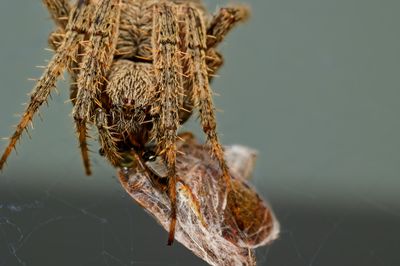 Barn Spider (2024)