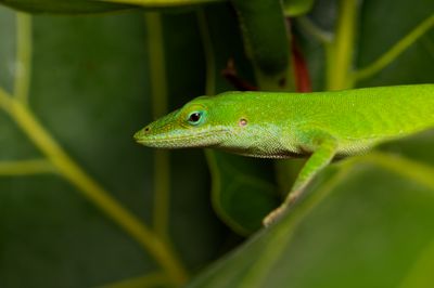 Green Anole (2022)