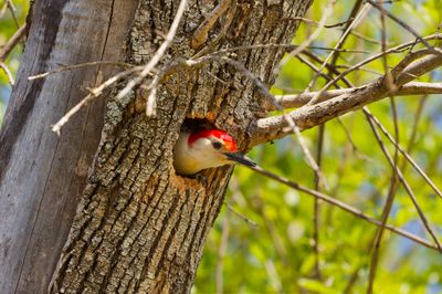 Woodpecker Peeking Out Its Nest (2025)