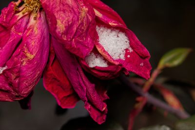 Ice in a Rose (2025)